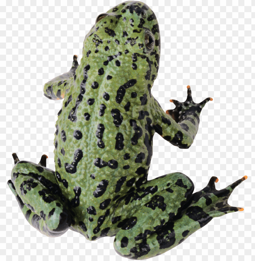 frog png images background - Image ID 2362
