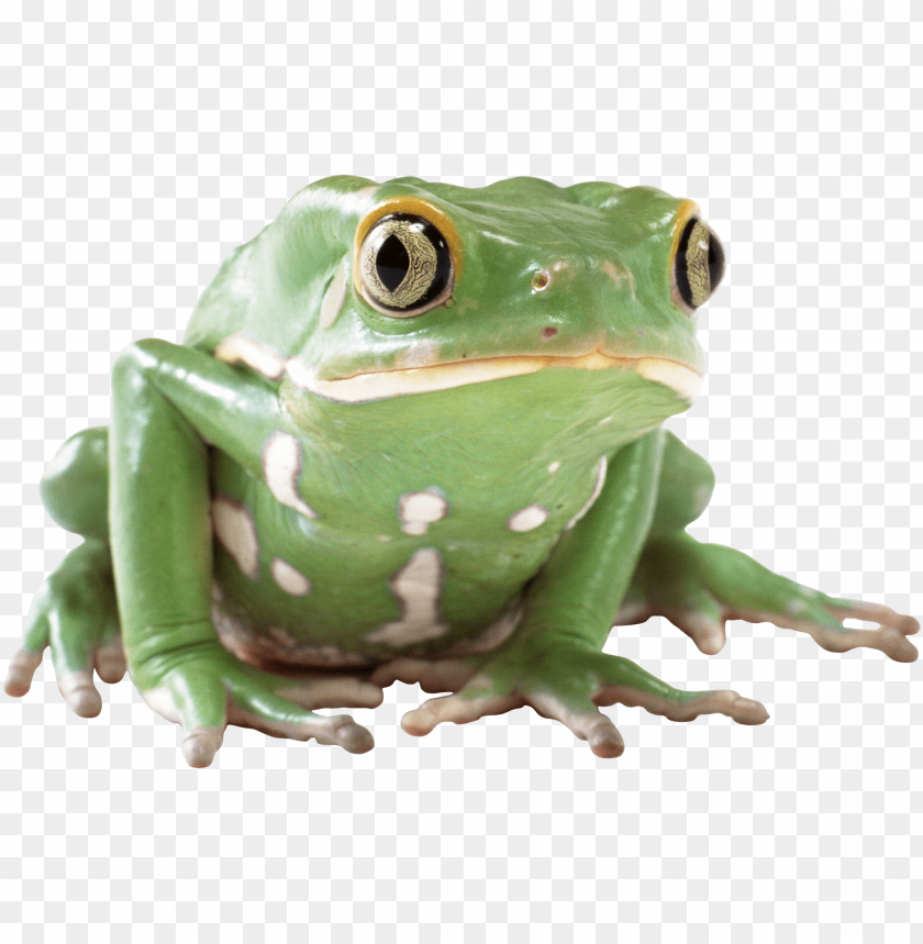 frog png images background - Image ID 2369