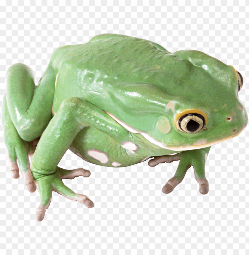 frog png images background - Image ID 2371