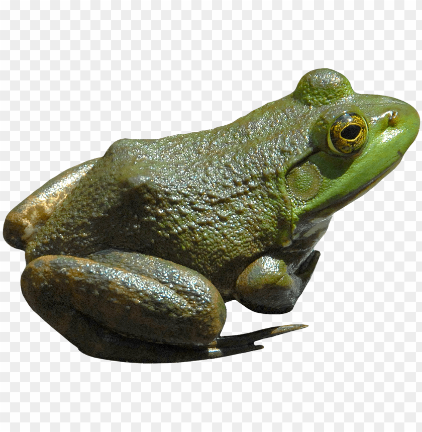 frog png images background - Image ID 2374