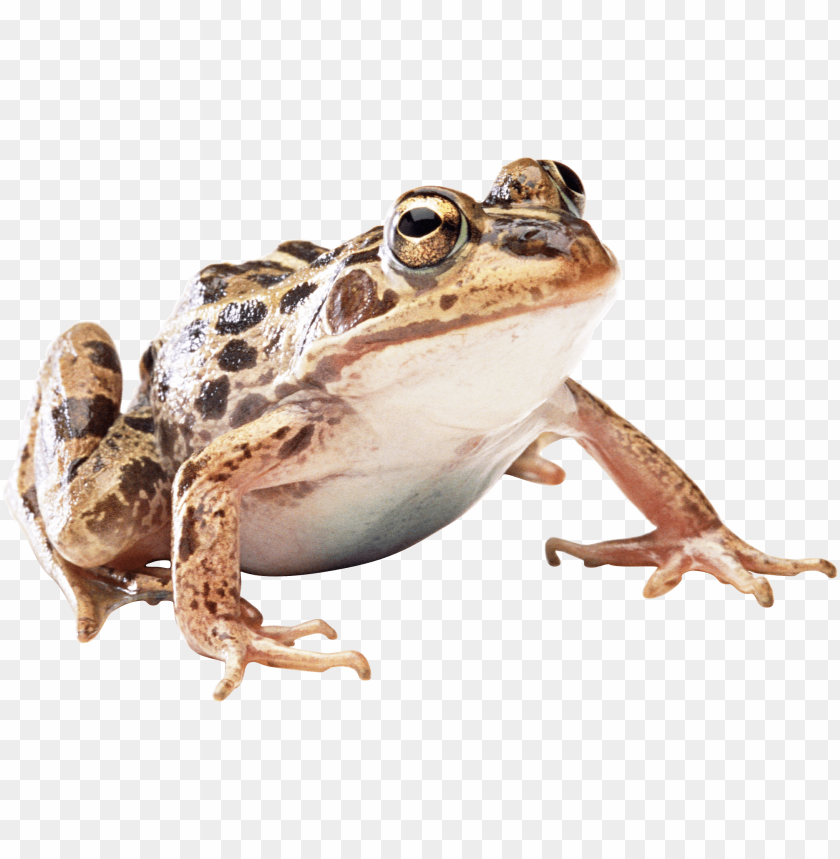 frog png images background - Image ID 2375
