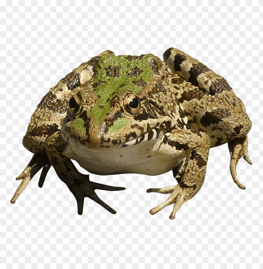 animal, frog, amphibian