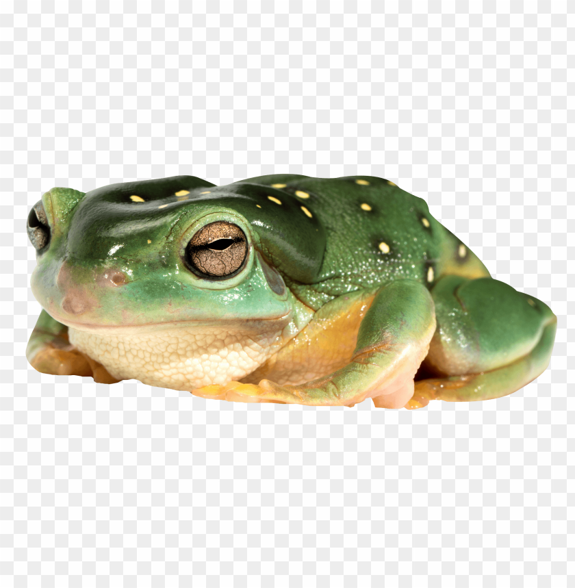 frog png images background - Image ID 5776