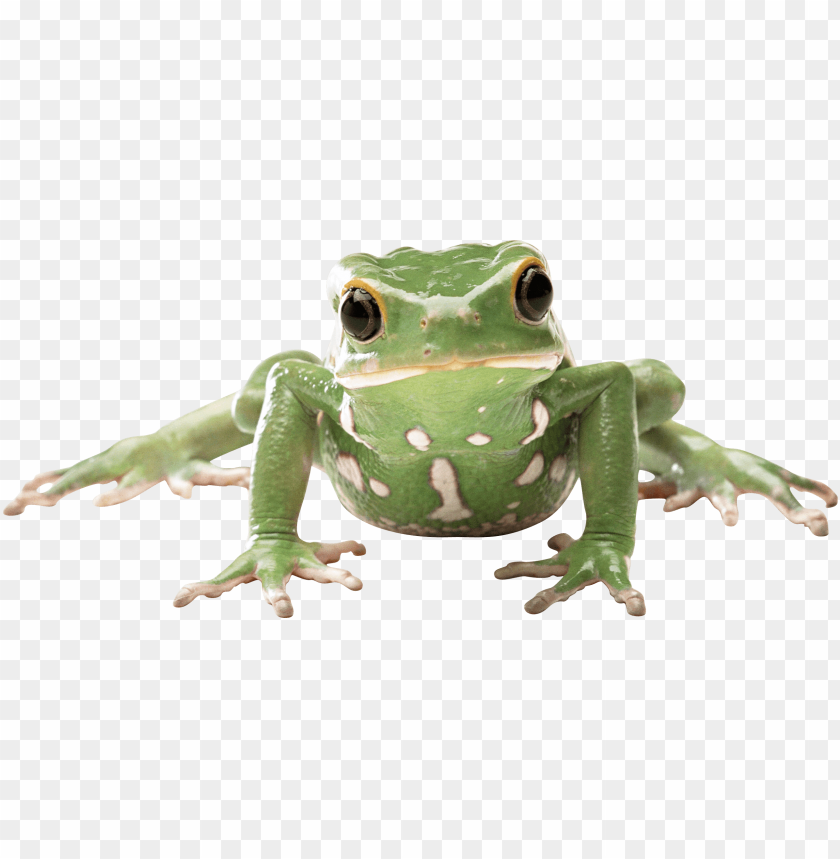 animals, frogs, frog front, 