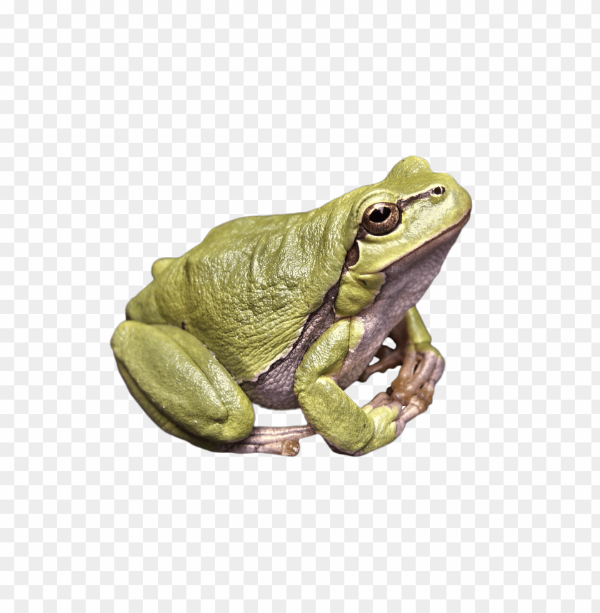 
squib
, 
paddock
, 
nut
, 
green frog
, 
frog
