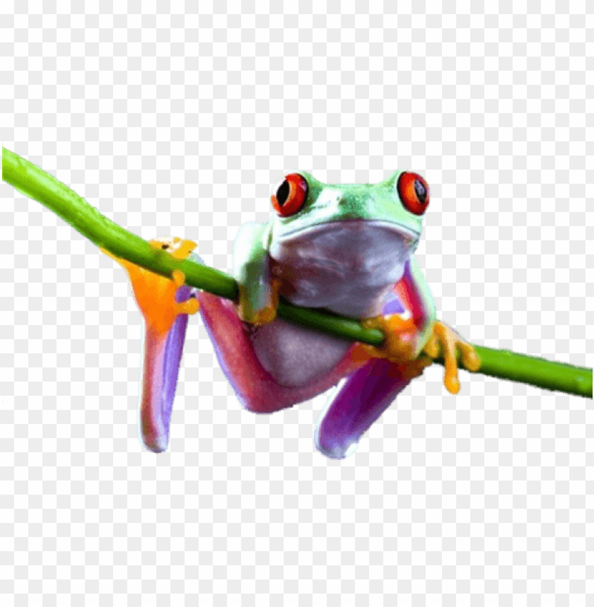 animals, frogs, frog on branch, 