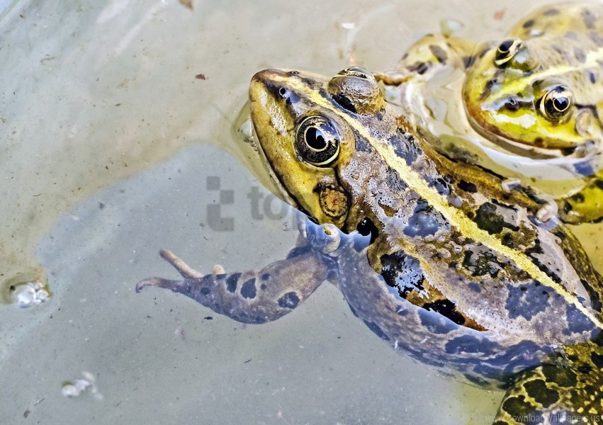frog spots water wallpaper background best stock photos - Image ID 160241