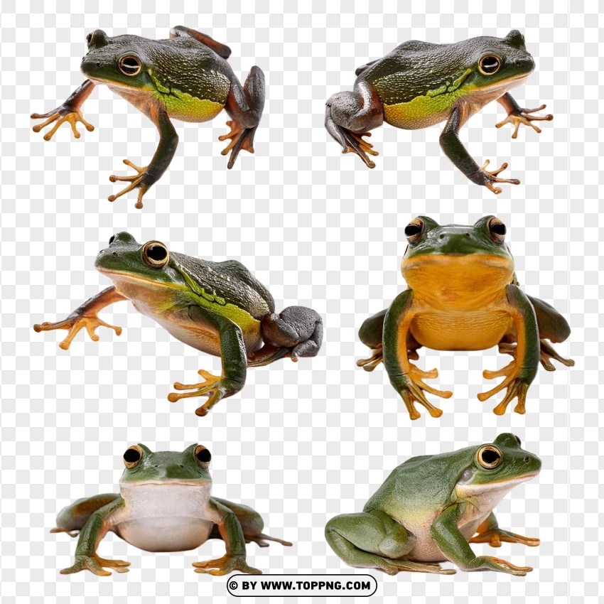 Group Of Frogs With Varied Colors PNG Transparent Background