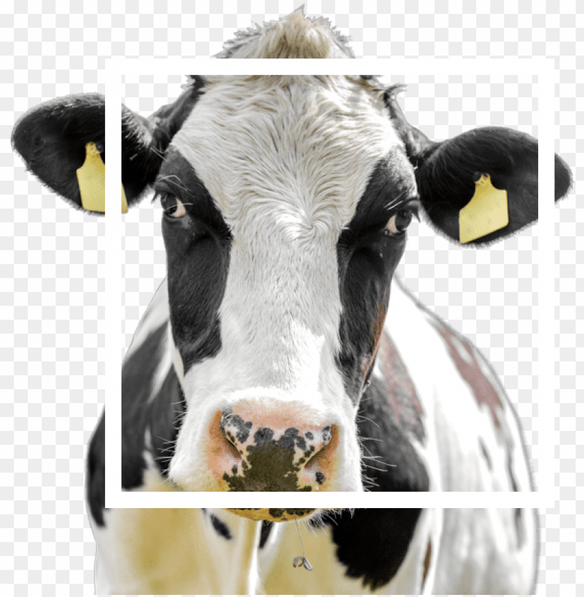 design, bull, marketing, goat, food, cow head, business