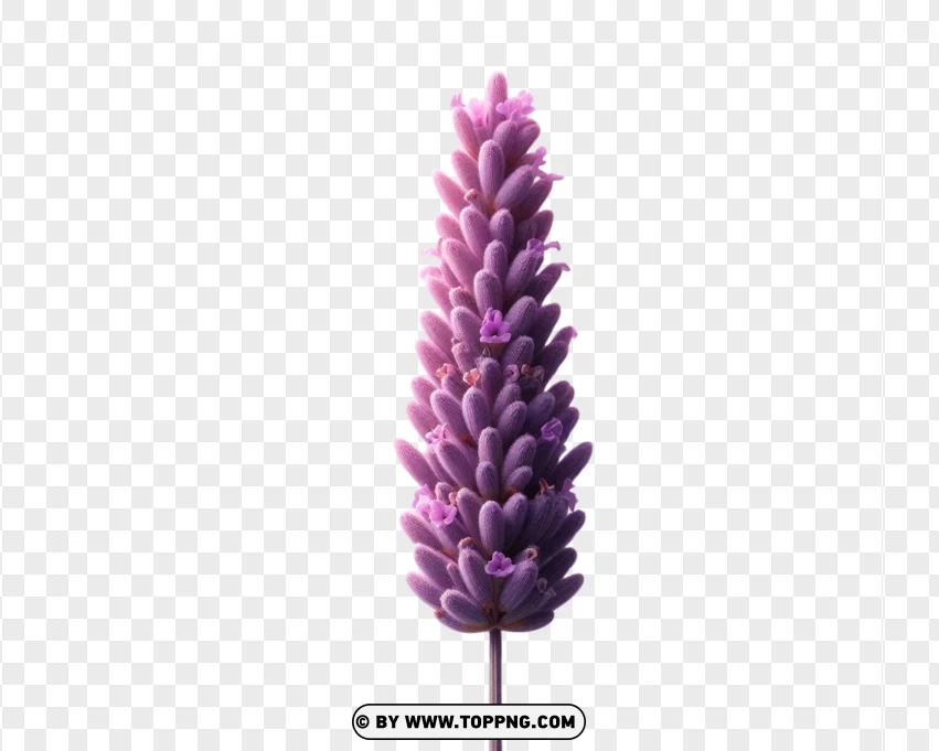 Elegant Front View Of 3d Lavender Flower PNG Transparent Background