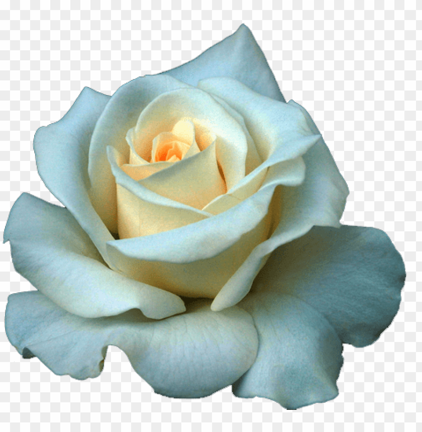 Full Grown White Rose Png Beautiful White Rose Flowers Png Image With Transparent Background Toppng - white roses roblox
