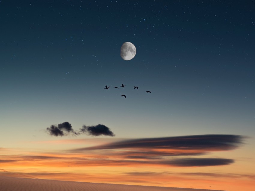 full moon, birds, desert, starry sky