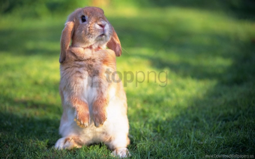 funk, grass, rabbit, trip wallpaper background best stock photos | TOPpng