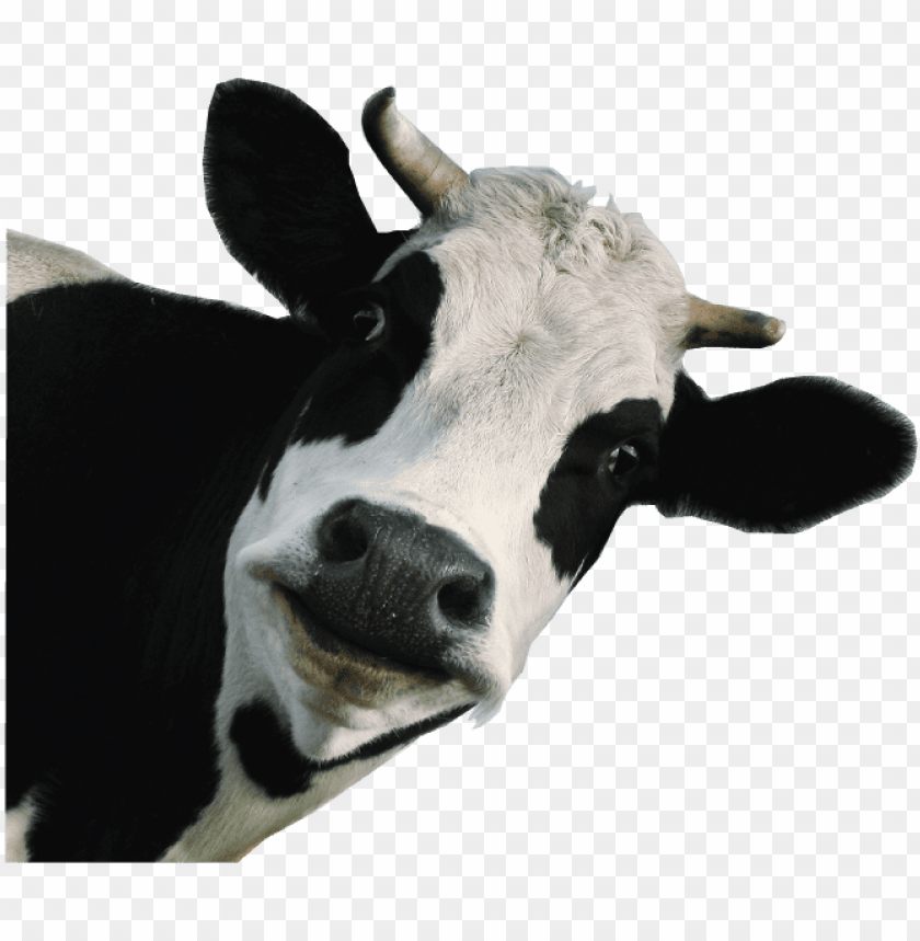 funny-cow - dairy cow white background PNG image with transparent ...