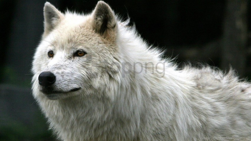 Fur Predator White Wolf Wallpaper Background Best Stock Photos Toppng