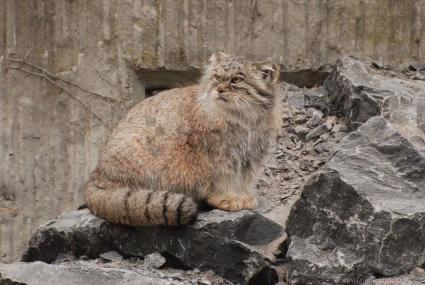 free PNG furry, manul, sit, stones wallpaper background best stock photos PNG images transparent