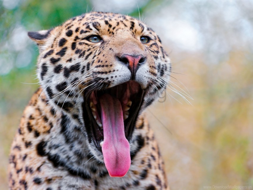 Gape Jaguar Mouth Predator Tongue Wallpaper Background Best Stock Photos
