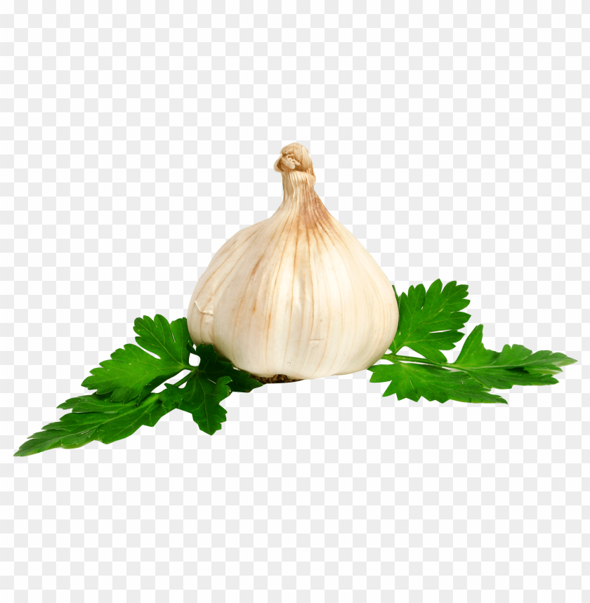 Garlic PNG Images With Transparent Backgrounds - Image ID 11916