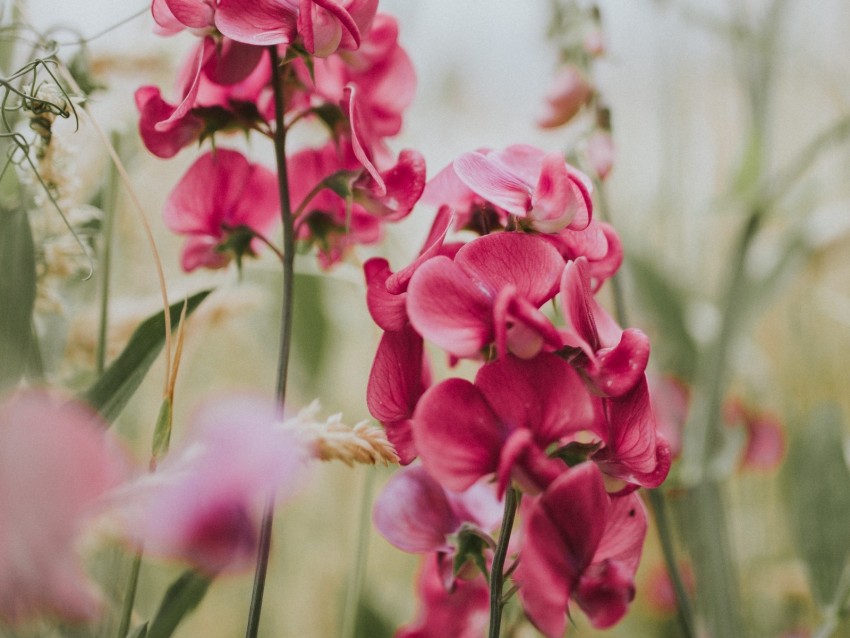 geranium, flowers, bloom, pink, blur