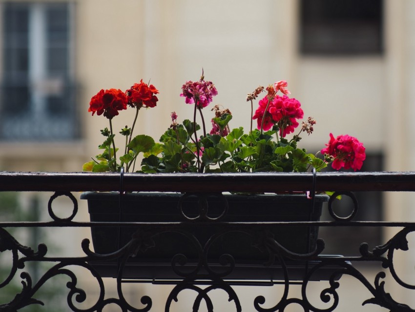 geranium, flowers, pot, plant, balcony