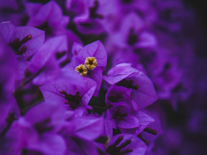 geranium, flowers, purple, inflorescences, macro