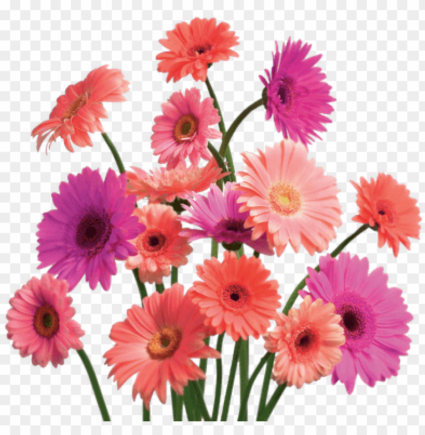 gerbera daisy cluster - mothers day flower sale, mother day