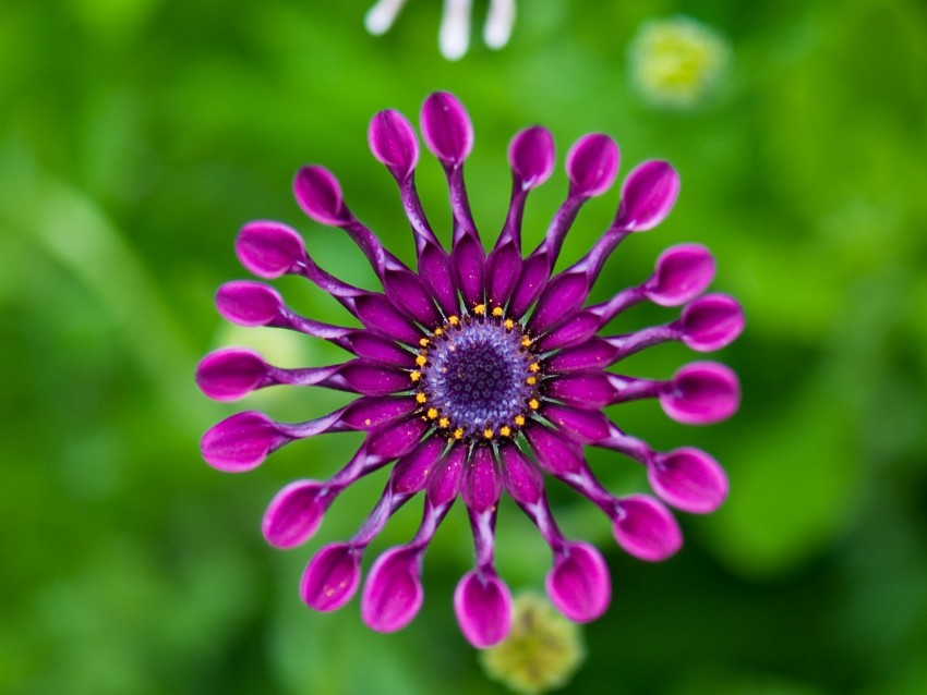 gerbera, flower, macro, pinwheel, purple