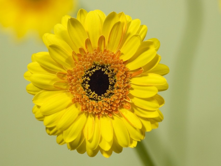 gerbera, flower, yellow, bloom, closeup