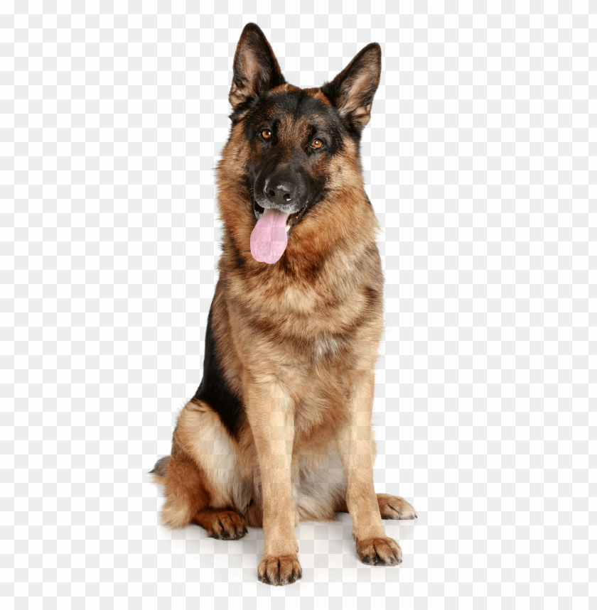 german sheepdog from the front hd png images background - Image ID 9828