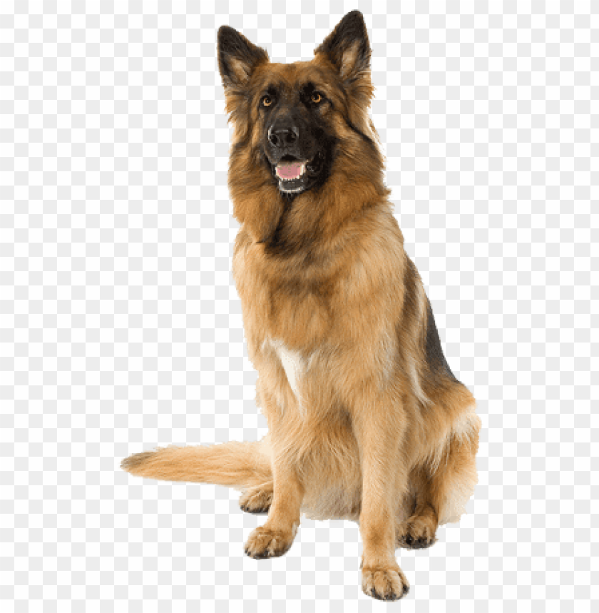 animals, dogs, german shepherd dog, 