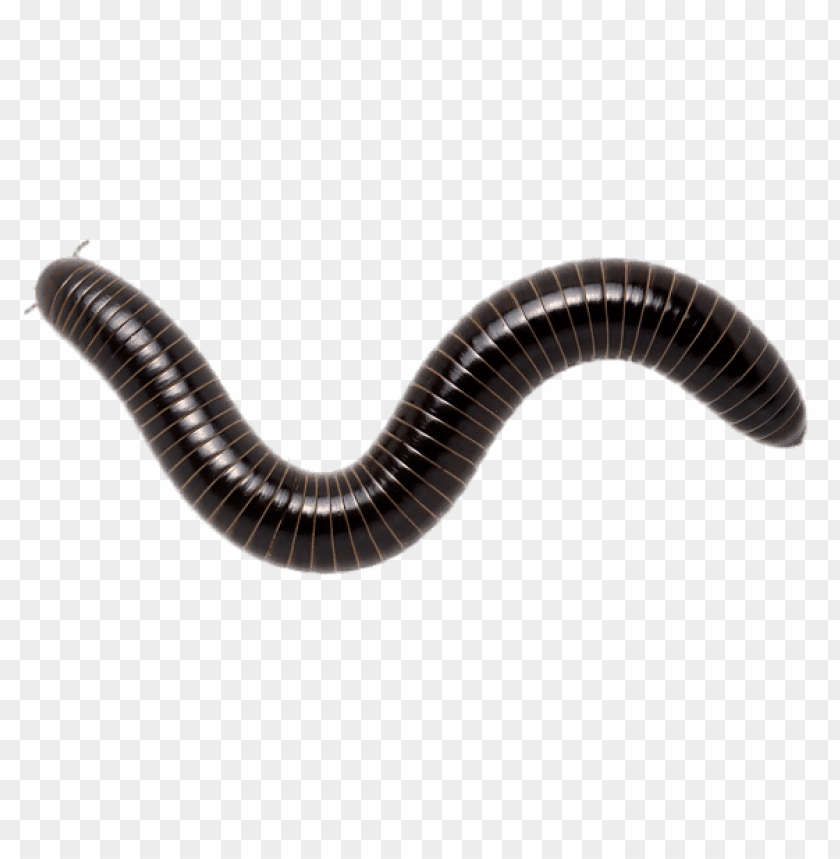 Download giant scrub millipede png images background@toppng.com