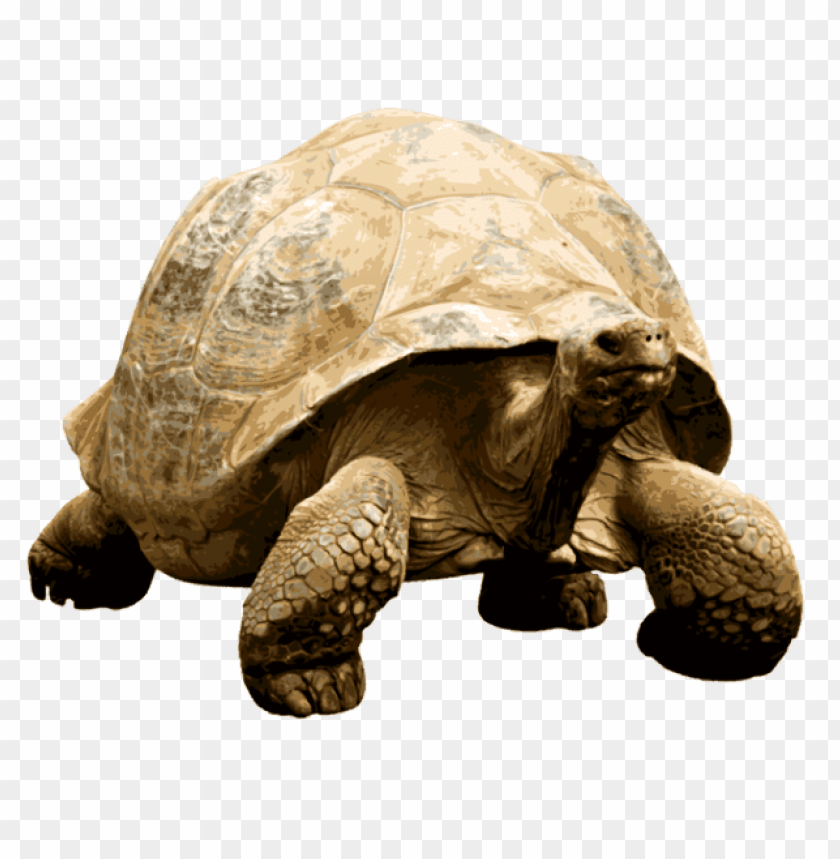 animals, tortoises, giant tortoise, 