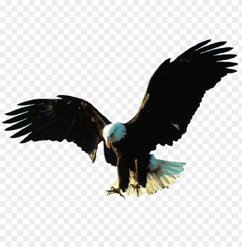 Gif Animation Eagle Gif PNG Image With Transparent Background@toppng.com