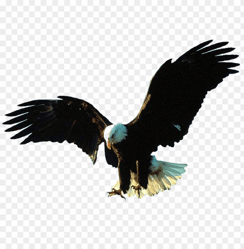 Free download, HD PNG gif animation eagle gif PNG transparent with Clear  Background ID 83226