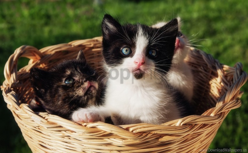 Gift, Kittens, Shopping, Sitting Wallpaper Background Best Stock Photos