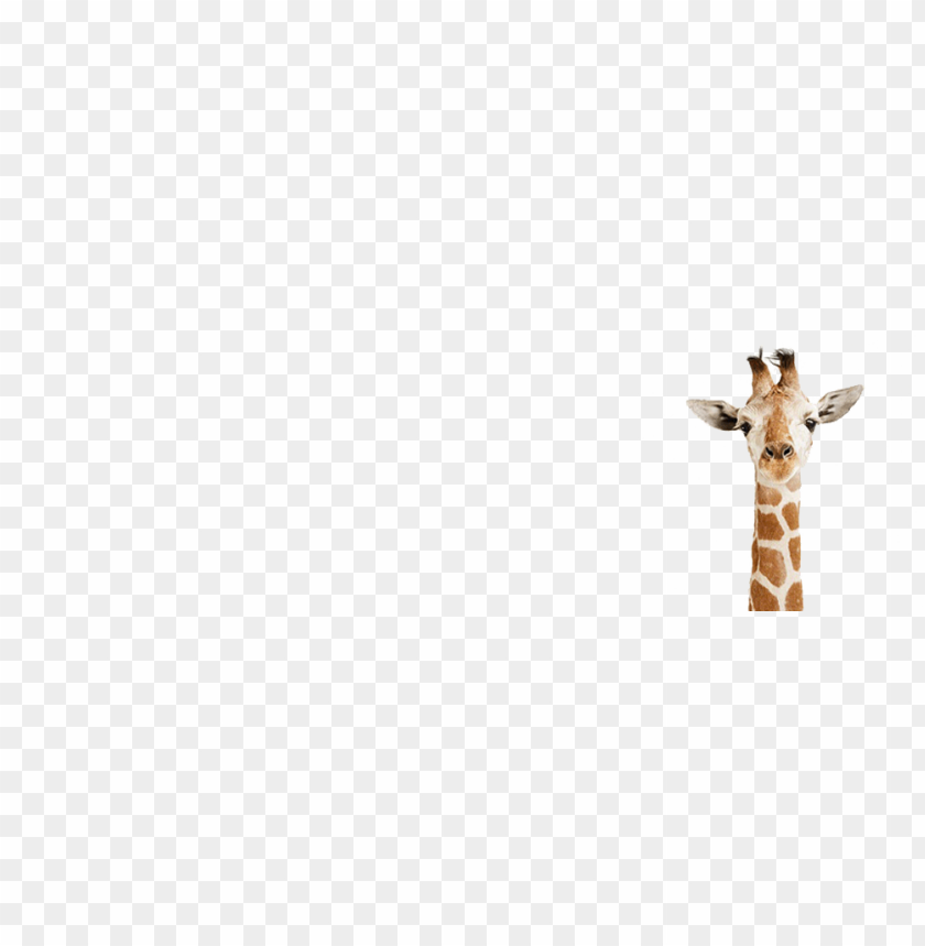 giraffe png,giraffe,giraffe transparent background,giraffe file png,giraffe clipart,giraffe png images,giraffe png clipart