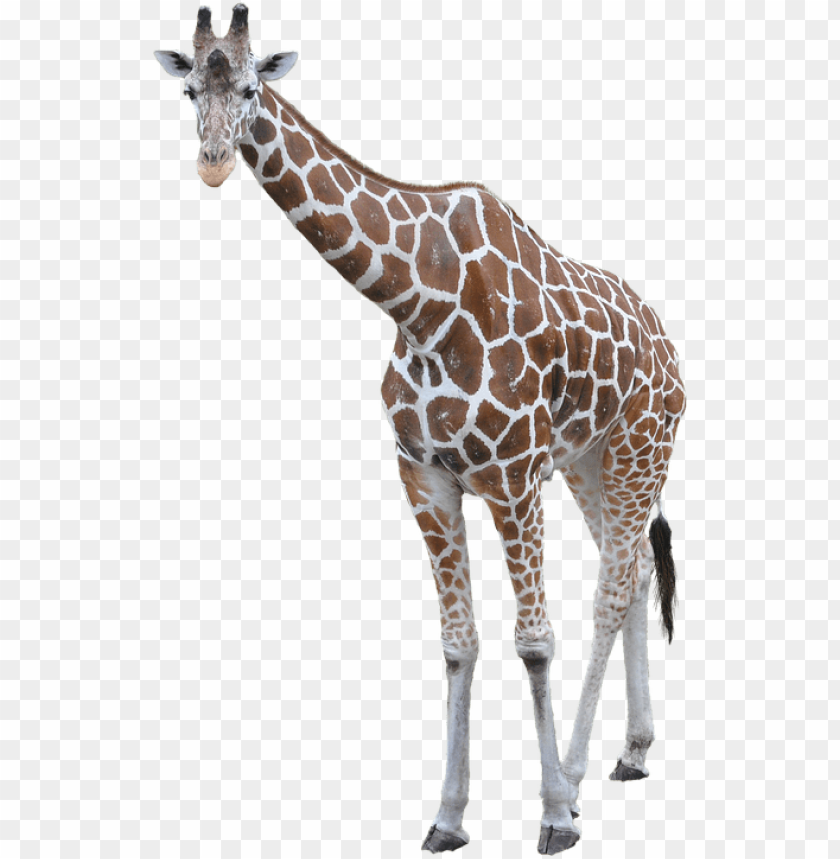 giraffe png,giraffe,giraffe transparent background,giraffe file png,giraffe clipart,giraffe png images,giraffe png clipart