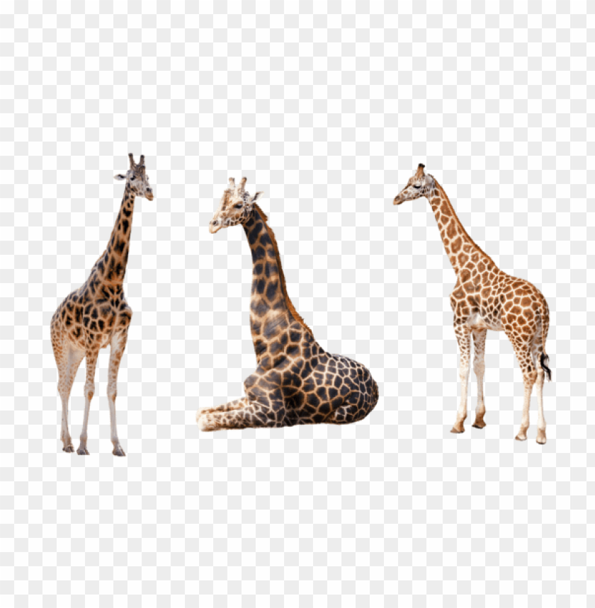 animal, giraffe,حيوان,زرافة