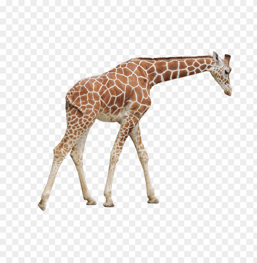 giraffe png images background - Image ID 8345