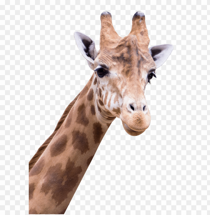 
animal
, 
giraffe
