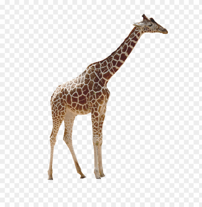 
camelopard
, 
giraffe
, 
giraffe standing
, 
yellow brown spots
, 
animal with a long cervical
