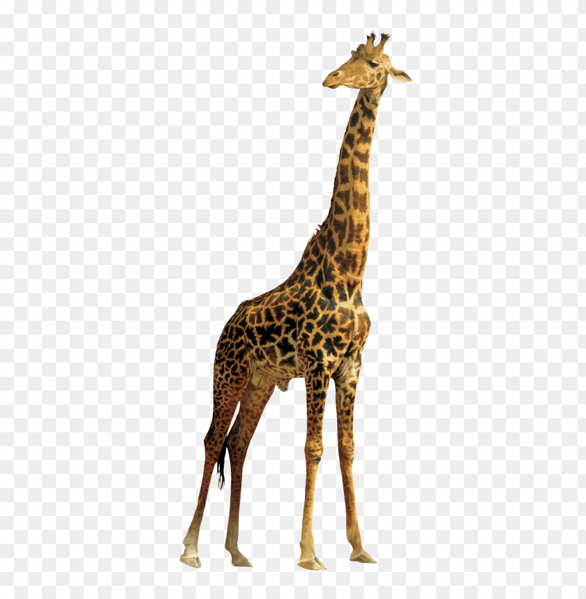 
animal
, 
giraffe
