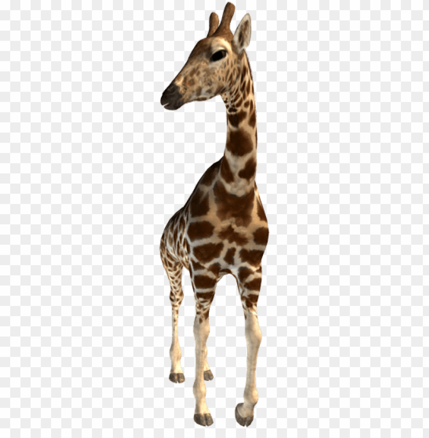 animals, giraffes, giraffe, 