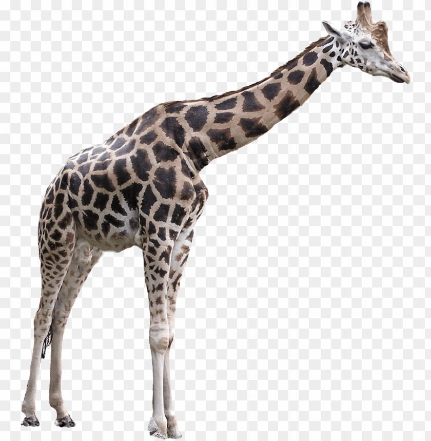animals, giraffes, giraffe large, 