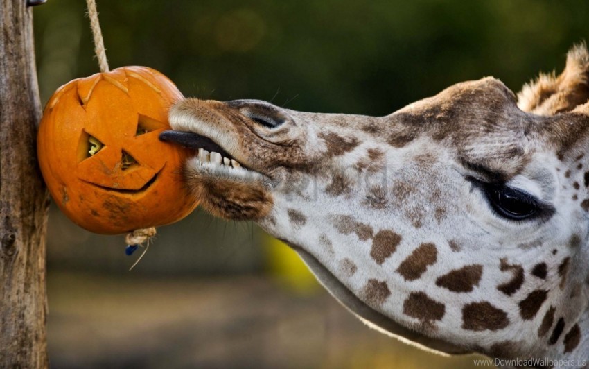 giraffe pumpkin tongue wallpaper background best stock photos - Image ID 160922