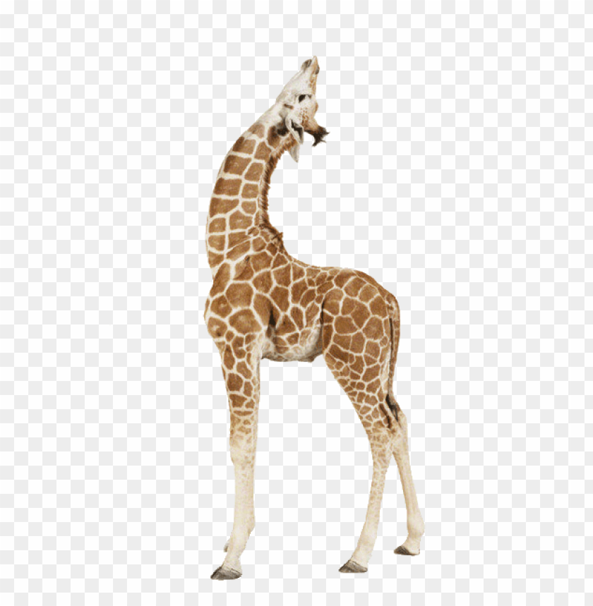 animals, giraffes, giraffe up, 