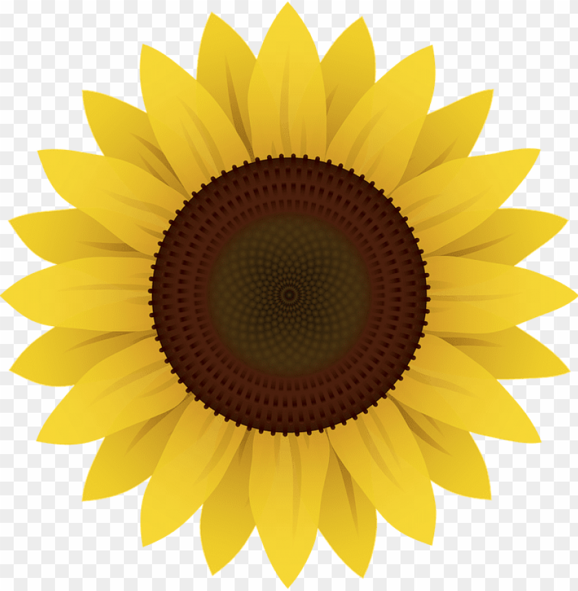 girasol em PNG image with transparent background | TOPpng
