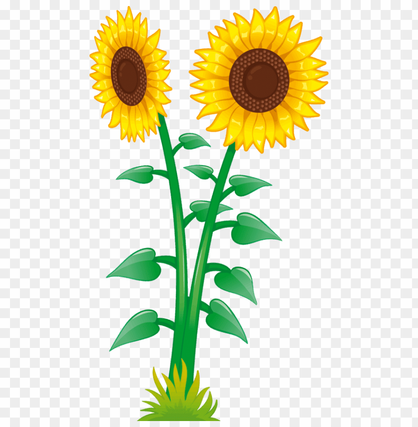 girasoles PNG image with transparent background | TOPpng