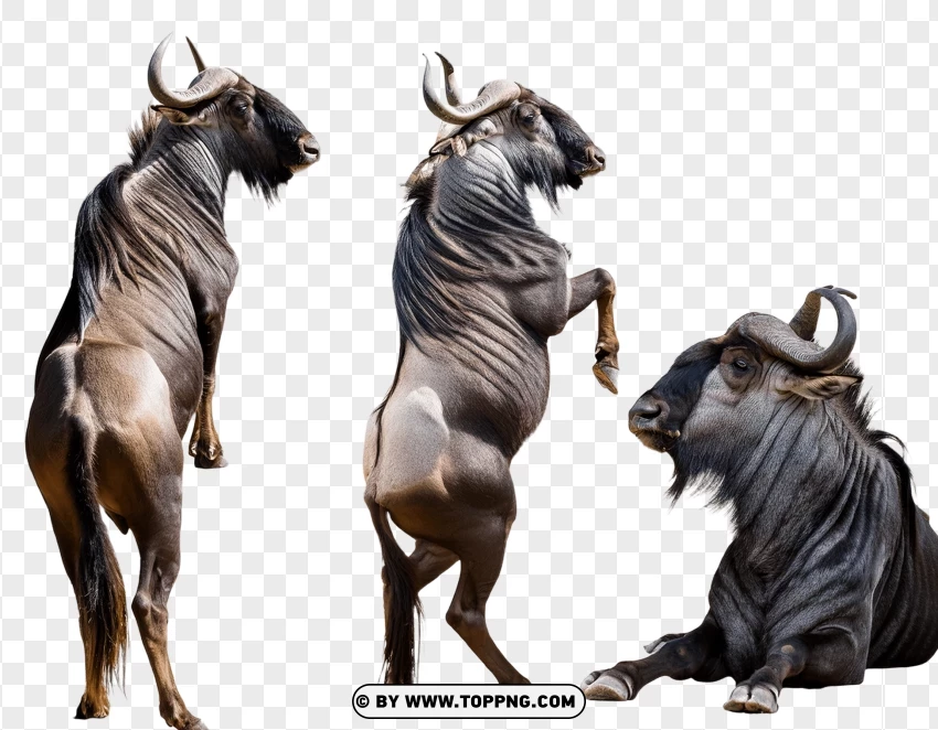 Set Of Gnus In Standing And Alert Poses PNG Transparent Background