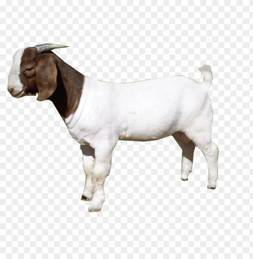 Goat Png Images Background - Image ID 2908 | TOPpng